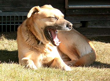 かわいい犬の写真ブログ あくび